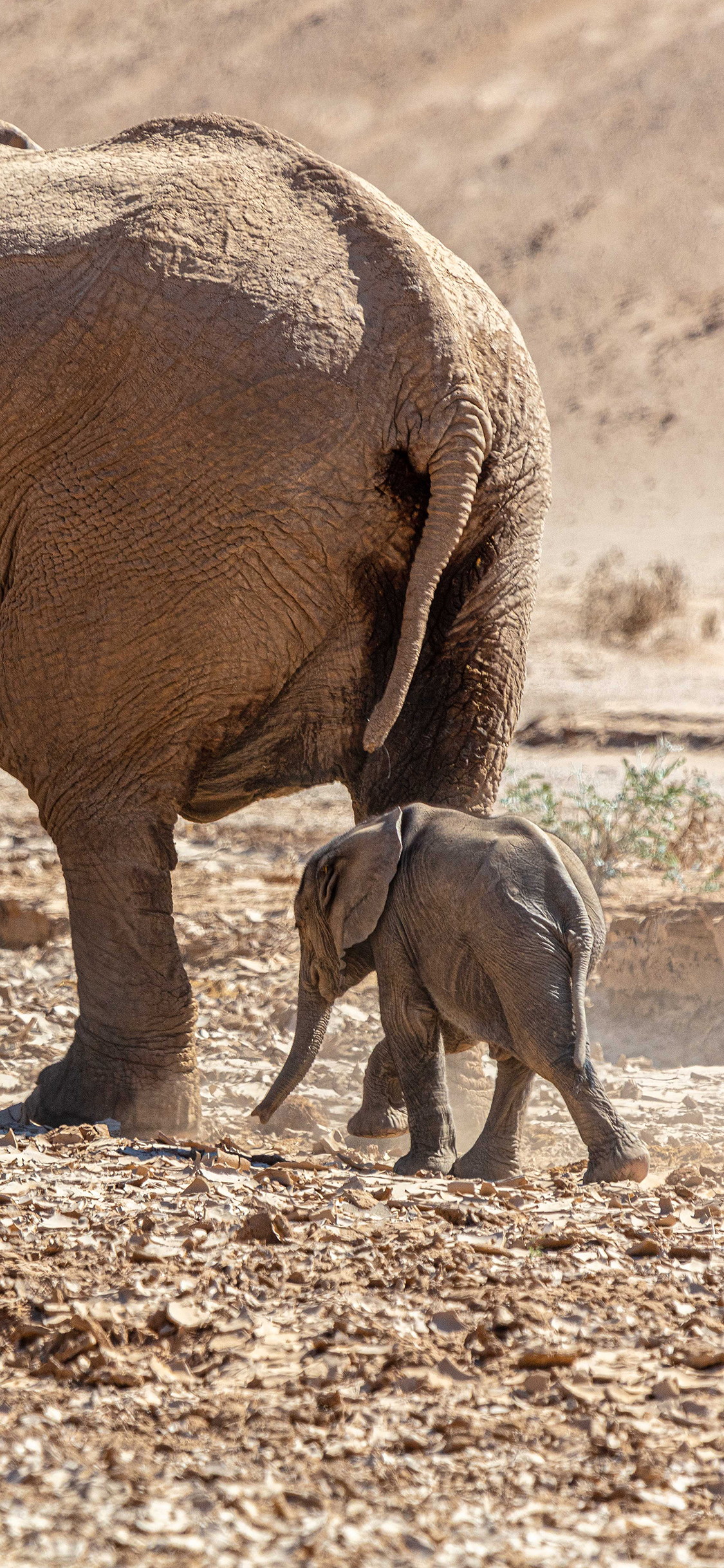 [2436×1125]大象 野外 小象 土地 泥泞 苹果手机壁纸图片
