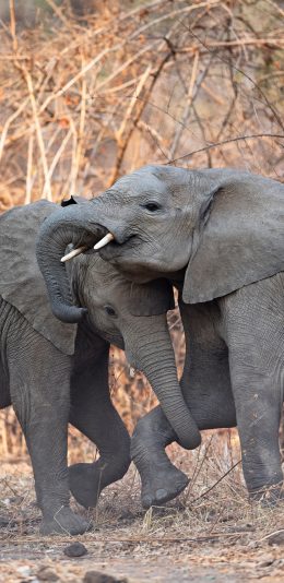 [2436x1125]大象 野外 打架 群居 苹果手机壁纸图片