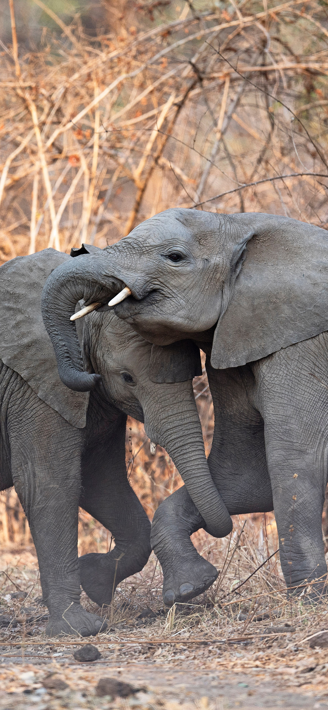 [2436×1125]大象 野外 打架 群居 苹果手机壁纸图片