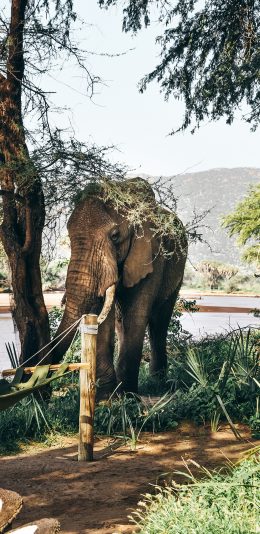 [2436x1125]大象 野外 树荫 吊床 树木 苹果手机壁纸图片