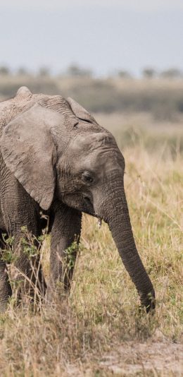 [2436x1125]大象 野外 草地 小象 苹果手机壁纸图片