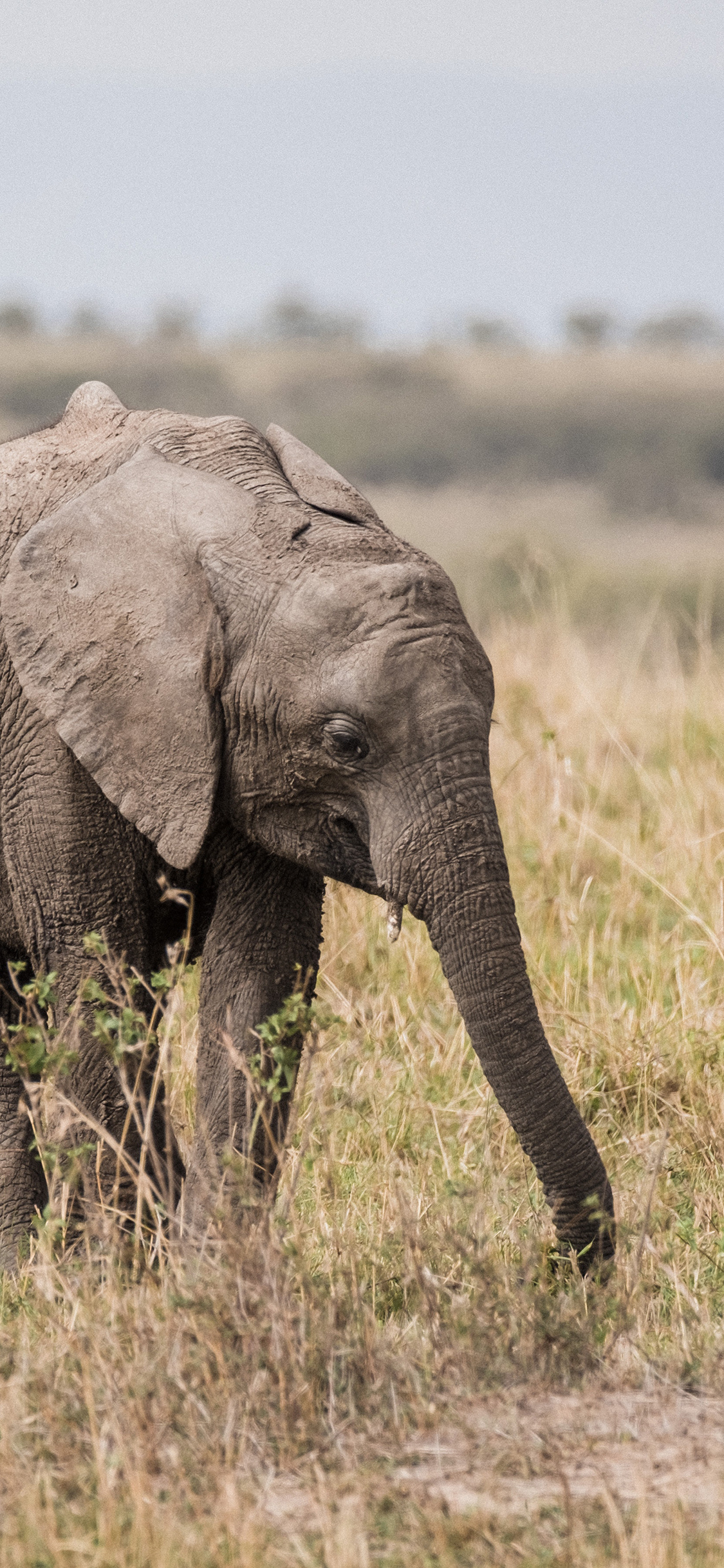 [2436×1125]大象 野外 草地 小象 苹果手机壁纸图片
