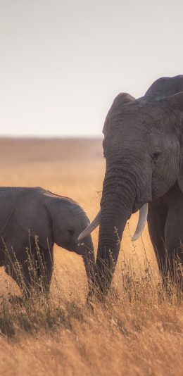 [2436x1125]大象 野外 草地 枯黄 野象 苹果手机壁纸图片