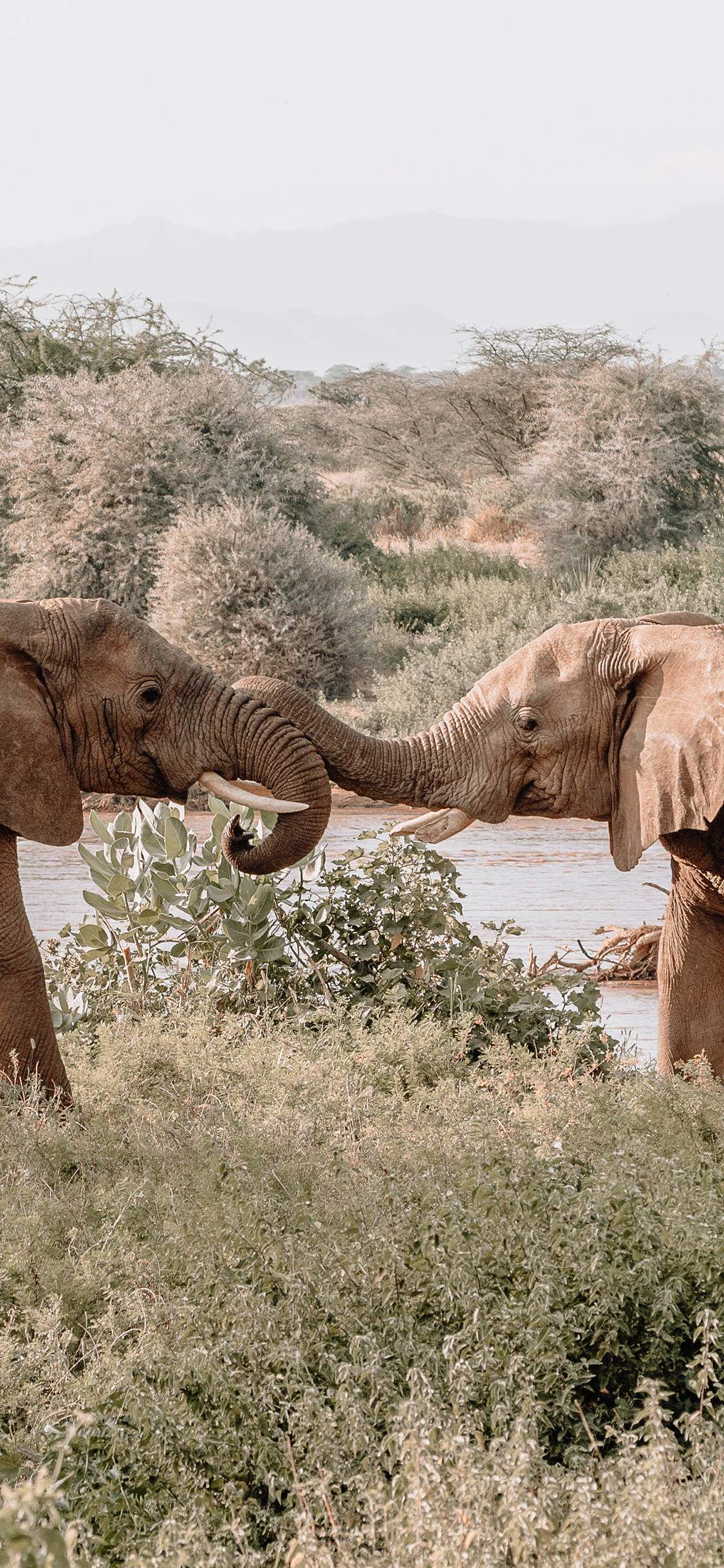 [2436×1125]大象 野外 草地 河岸 苹果手机壁纸图片