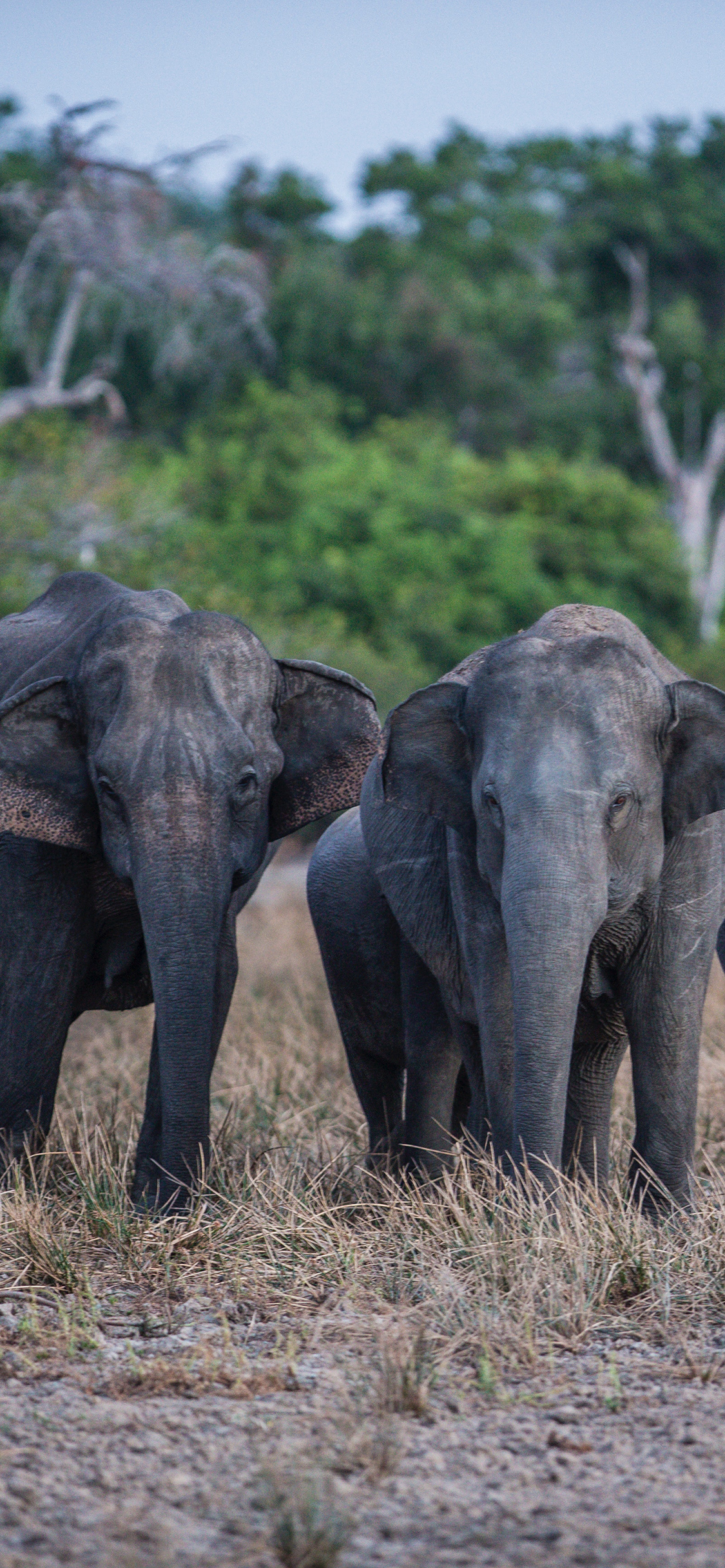 [2436×1125]大象 野外 草地 群象 苹果手机壁纸图片