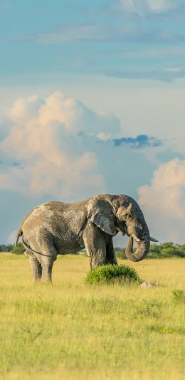 [2436x1125]大象 野外 草地 草原 天空 苹果手机壁纸图片