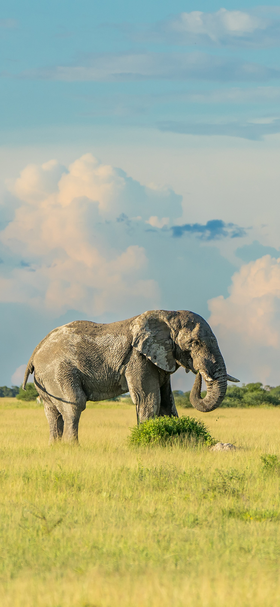 [2436×1125]大象 野外 草地 草原 天空 苹果手机壁纸图片