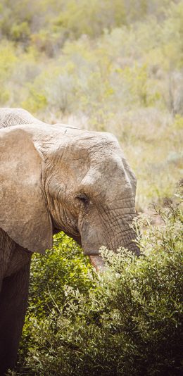 [2436x1125]大象 野外 觅食 大型 苹果手机壁纸图片