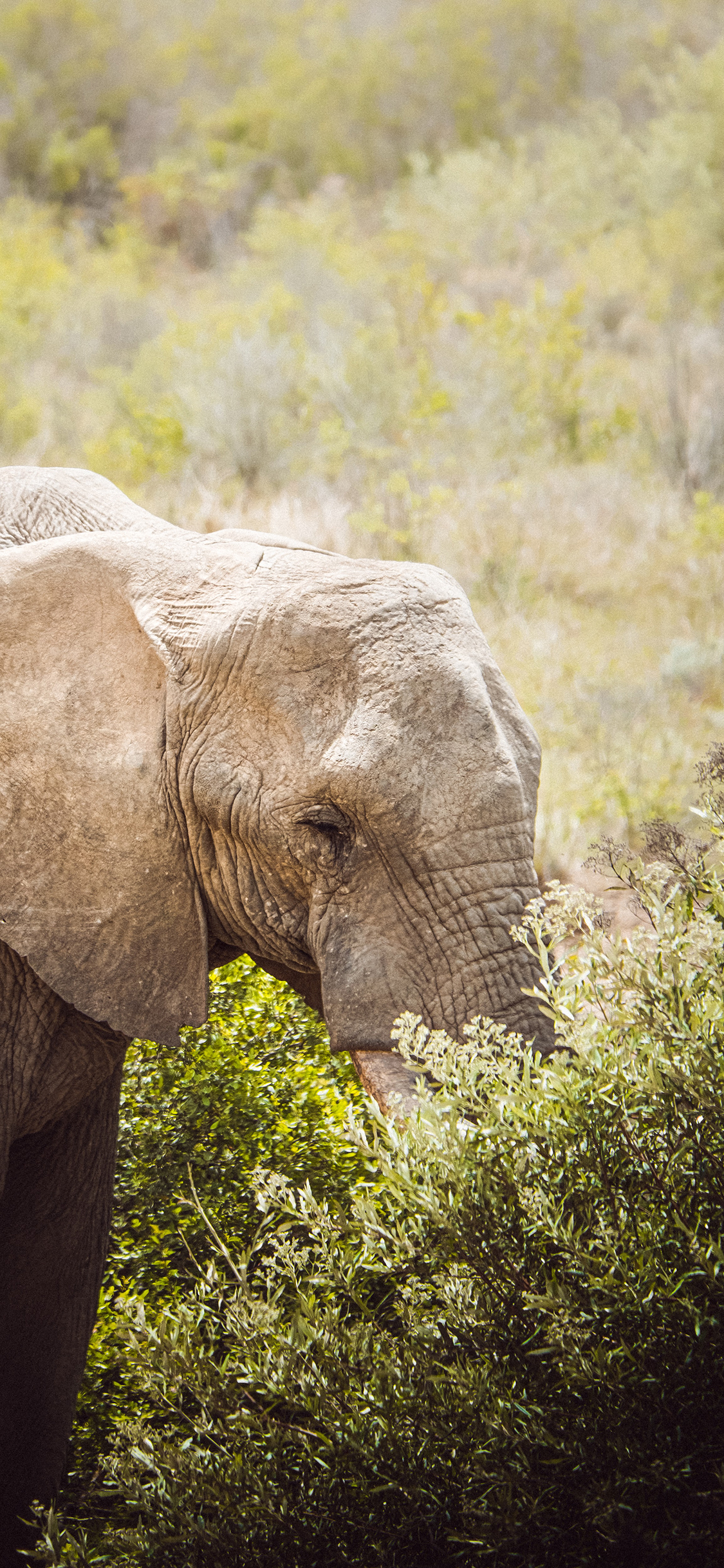 [2436×1125]大象 野外 觅食 大型 苹果手机壁纸图片