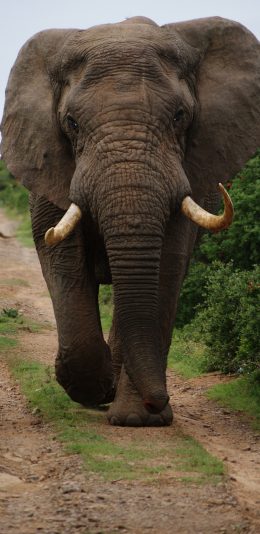 [2436x1125]大象 野外 象牙 小道 苹果手机壁纸图片
