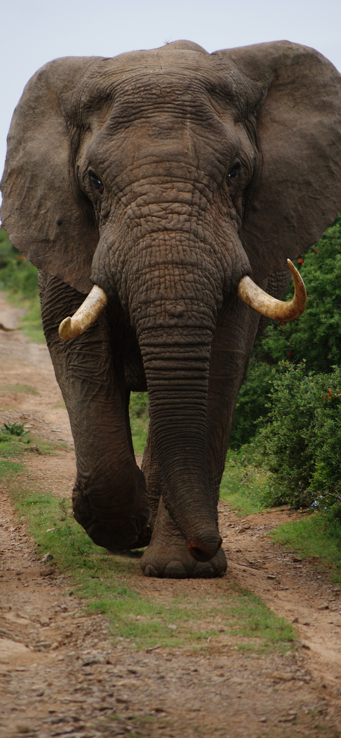 [2436×1125]大象 野外 象牙 小道 苹果手机壁纸图片