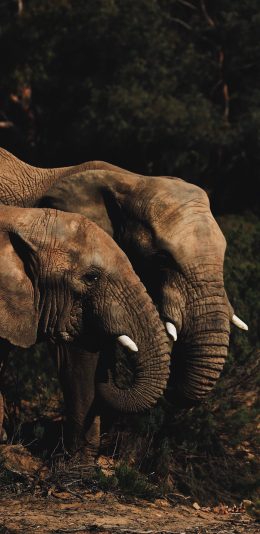 [2436x1125]大象 野外 象牙 温顺 苹果手机壁纸图片