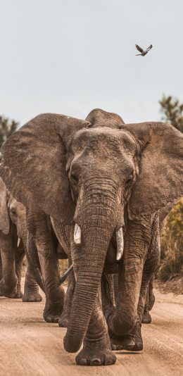 [2436x1125]大象 野外 象牙 群居 象群 苹果手机壁纸图片