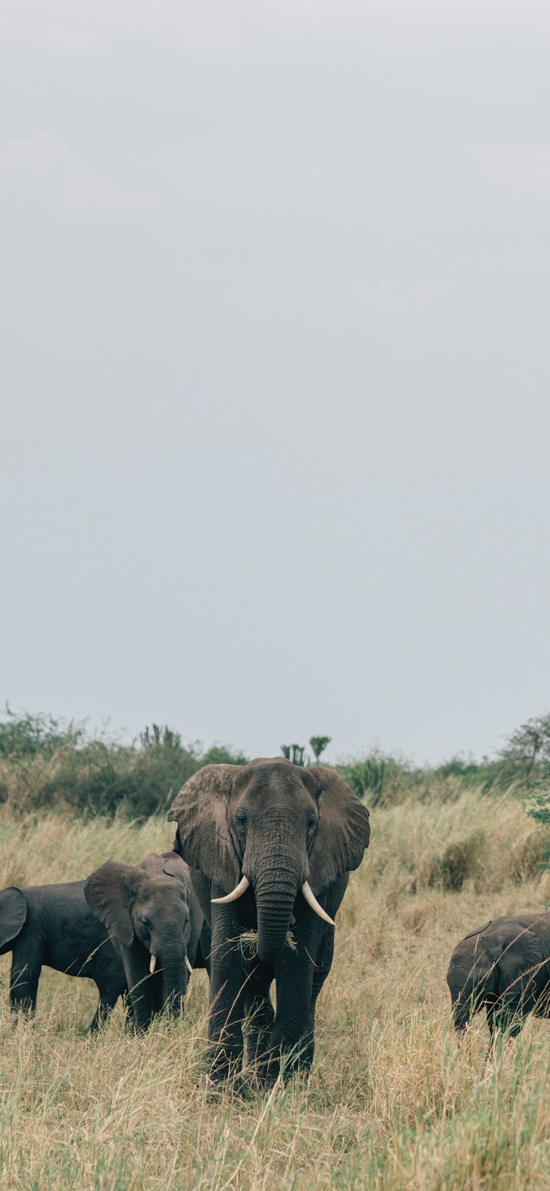 [2436×1125]大象 野外 野象 草原 苹果手机壁纸图片
