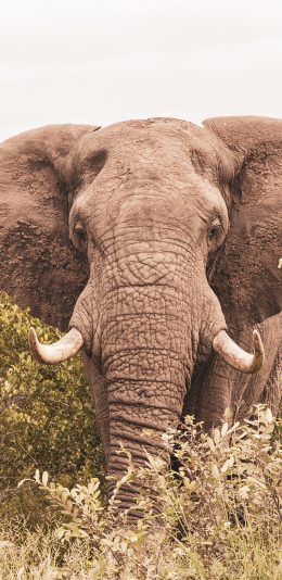 [2436x1125]大象 野外 野象 象牙 苹果手机壁纸图片