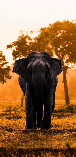 [2436x1125]大象 野外 黄昏 树林 苹果手机壁纸图片