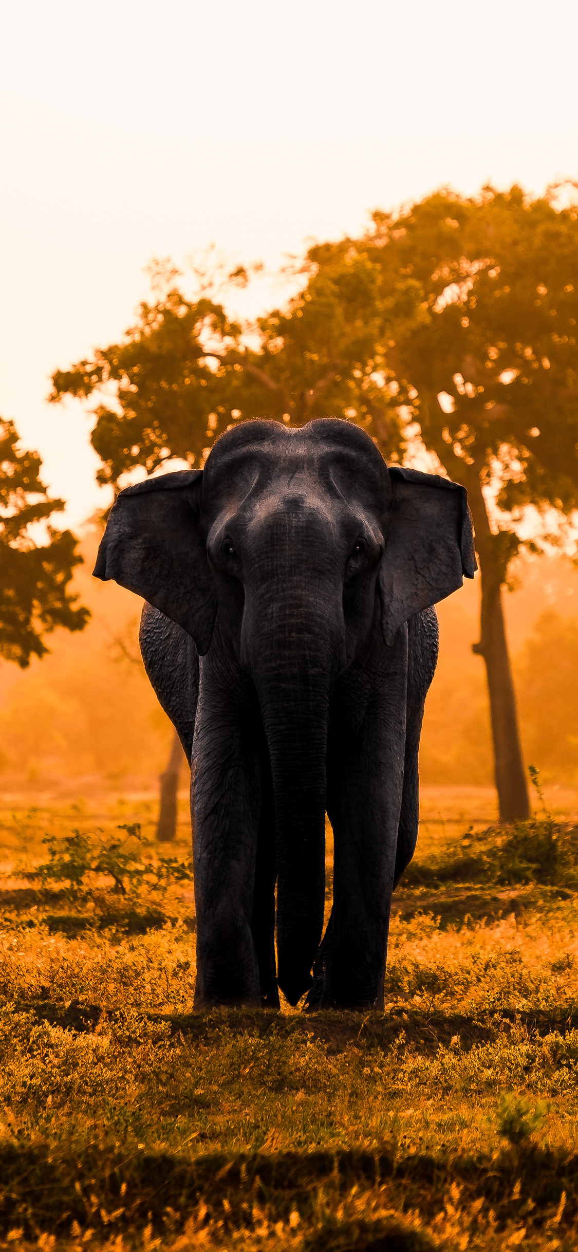 [2436×1125]大象 野外 黄昏 树林 苹果手机壁纸图片