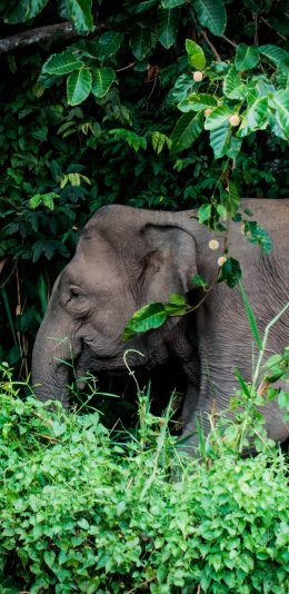 [2436x1125]大象 野生 丛林 树木 苹果手机壁纸图片