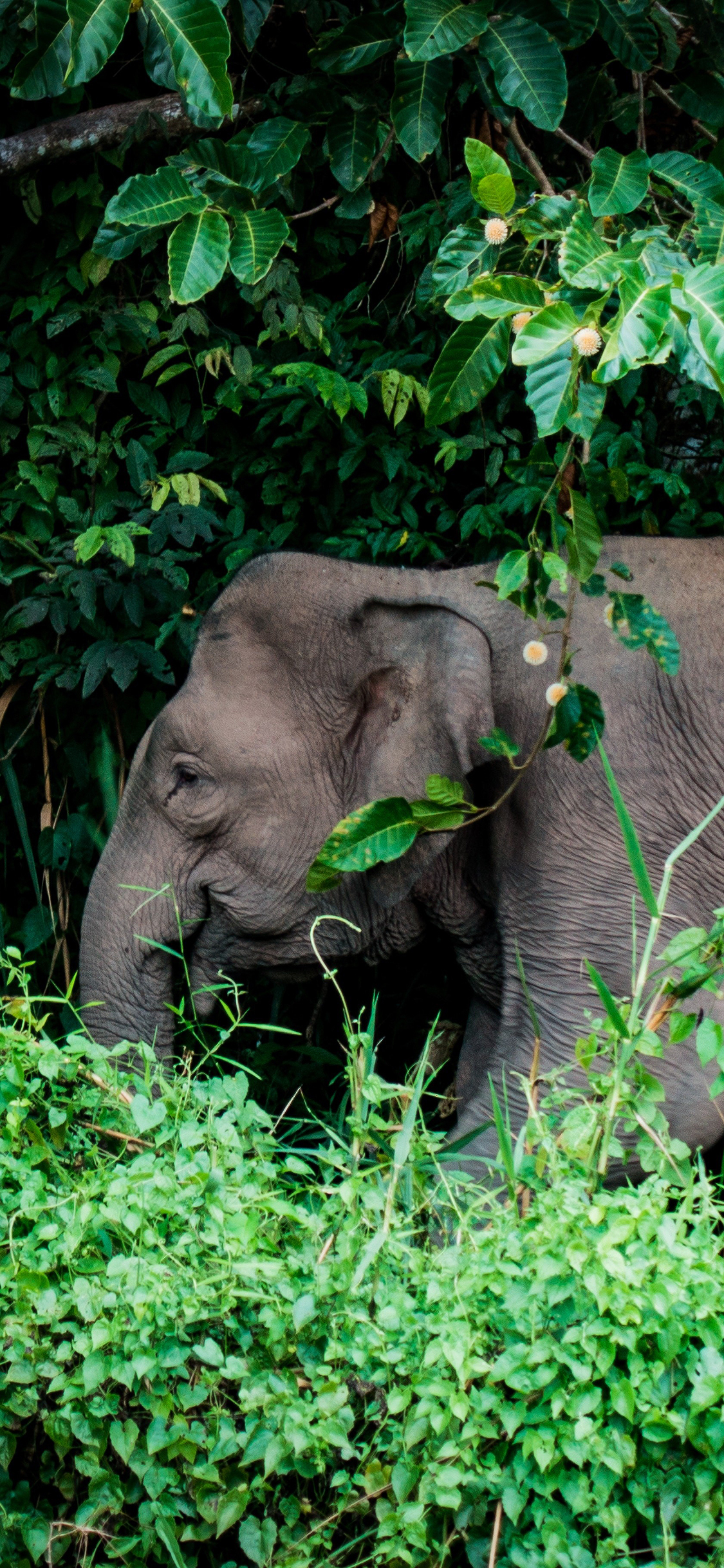 [2436×1125]大象 野生 丛林 树木 苹果手机壁纸图片