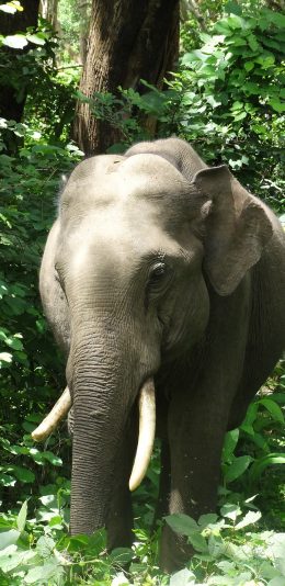 [2436x1125]大象 野生 树林 丛林 绿色 象牙 苹果手机壁纸图片
