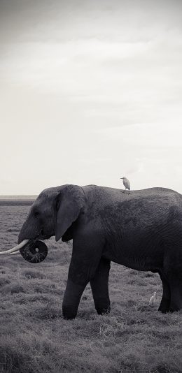 [2436x1125]大象 野生 草原 黑白 苹果手机壁纸图片
