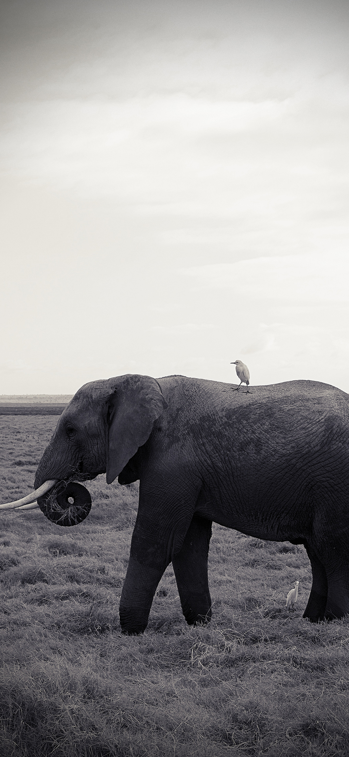 [2436×1125]大象 野生 草原 黑白 苹果手机壁纸图片