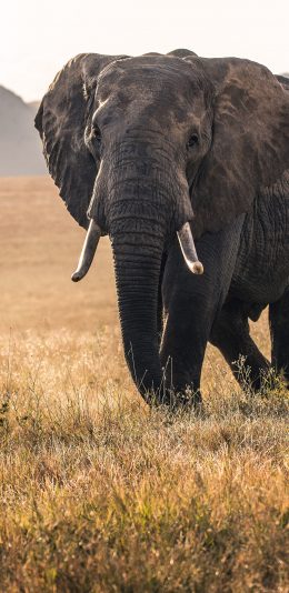 [2436x1125]大象 野生 象牙 草原 苹果手机壁纸图片
