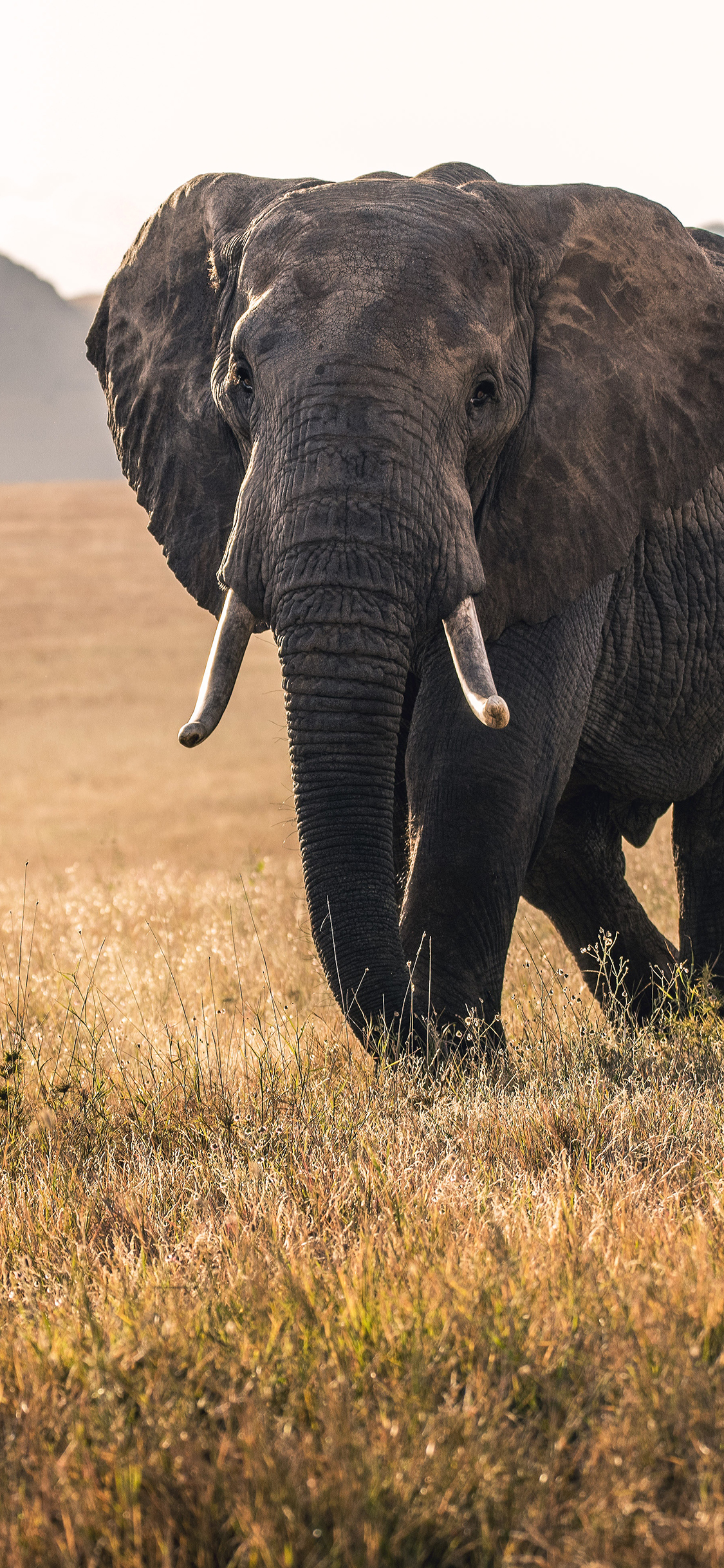 [2436×1125]大象 野生 象牙 草原 苹果手机壁纸图片