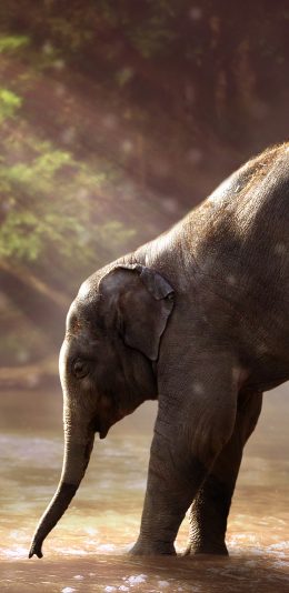 [2436x1125]大象 野生 阳光 河流 苹果手机壁纸图片