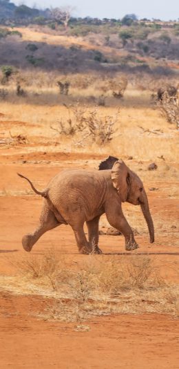 [2436x1125]大象 野生 非洲 奔跑 苹果手机壁纸图片