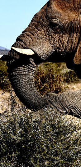 [2436x1125]大象 野象 象牙 野外 苹果手机壁纸图片
