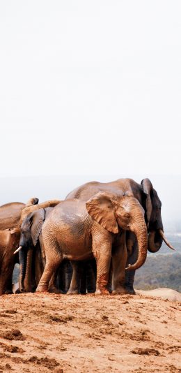 [2436x1125]大象 野象 象群 泥泞 苹果手机壁纸图片