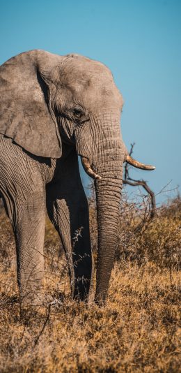 [2436x1125]大象 野象 野生 荒野 苹果手机壁纸图片