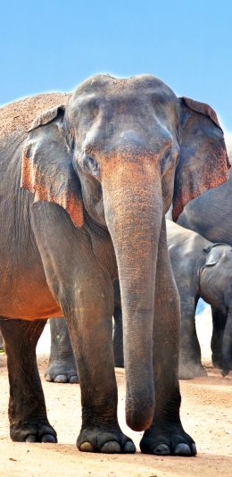 [2436x1125]大象 长鼻子 野生 种群 苹果手机壁纸图片