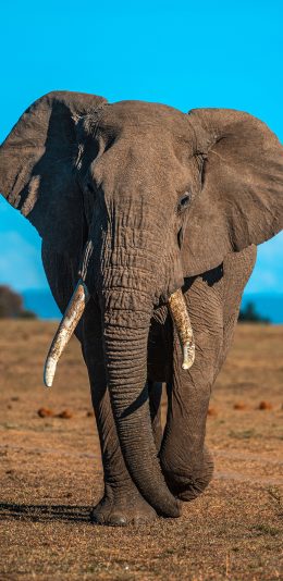 [2436x1125]大象 香叶 野外 野象 苹果手机壁纸图片