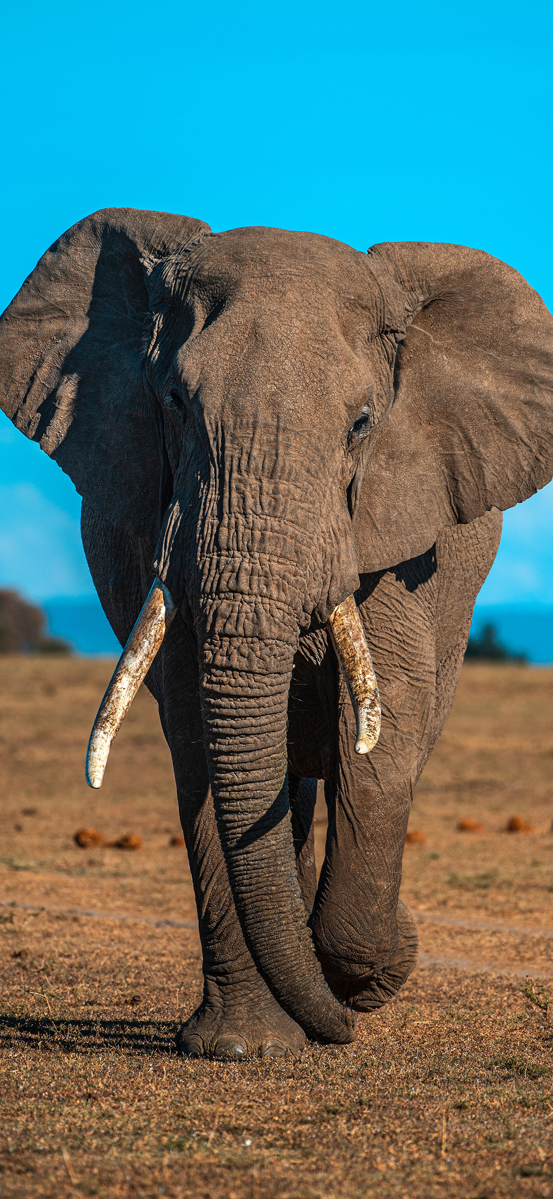 [2436×1125]大象 香叶 野外 野象 苹果手机壁纸图片