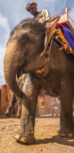 [2436x1125]大象 骑行 阿拉伯 荒漠 长鼻子 苹果手机壁纸图片