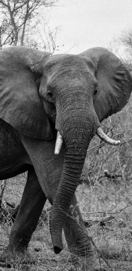[2436x1125]大象 黑白 象牙 行走 野生 丛林 苹果手机壁纸图片