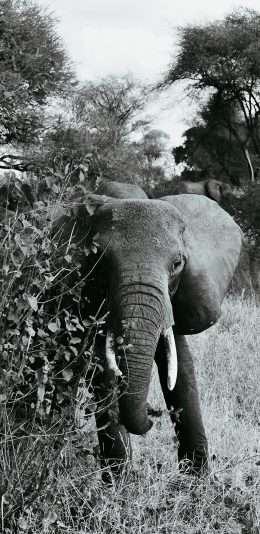 [2436x1125]大象 黑白 象牙 野象 苹果手机壁纸图片