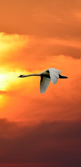 [2436x1125]大雁 飞行 翅膀 日落 黄昏 苹果手机壁纸图片