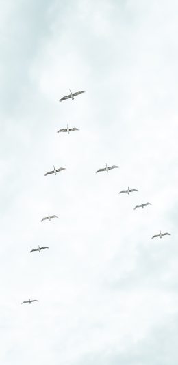 [2436x1125]大雁 鸟类 迁徙 成群 苹果手机壁纸图片