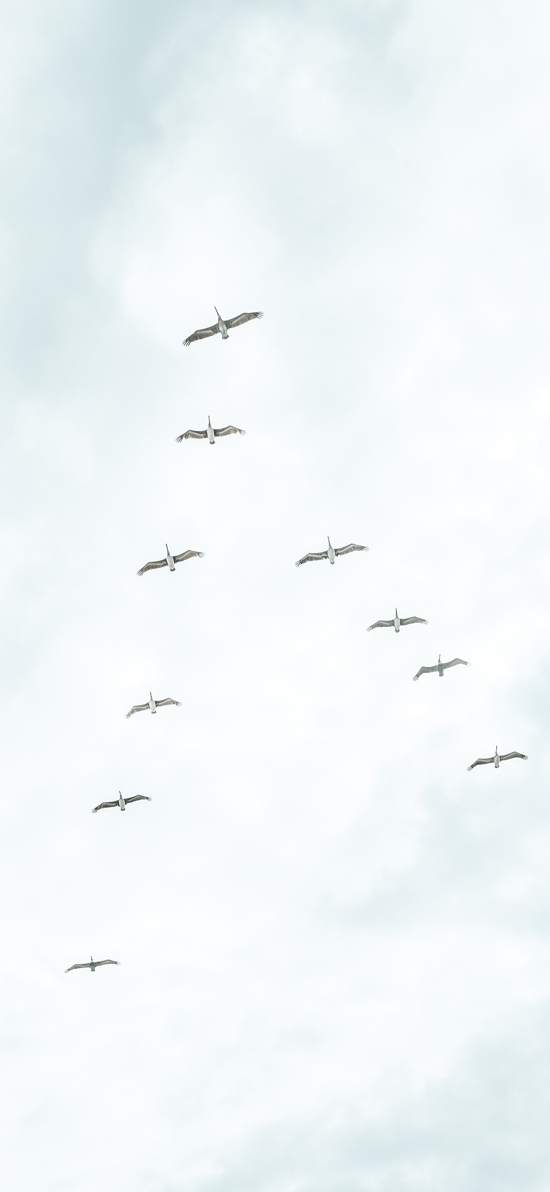[2436×1125]大雁 鸟类 迁徙 成群 苹果手机壁纸图片