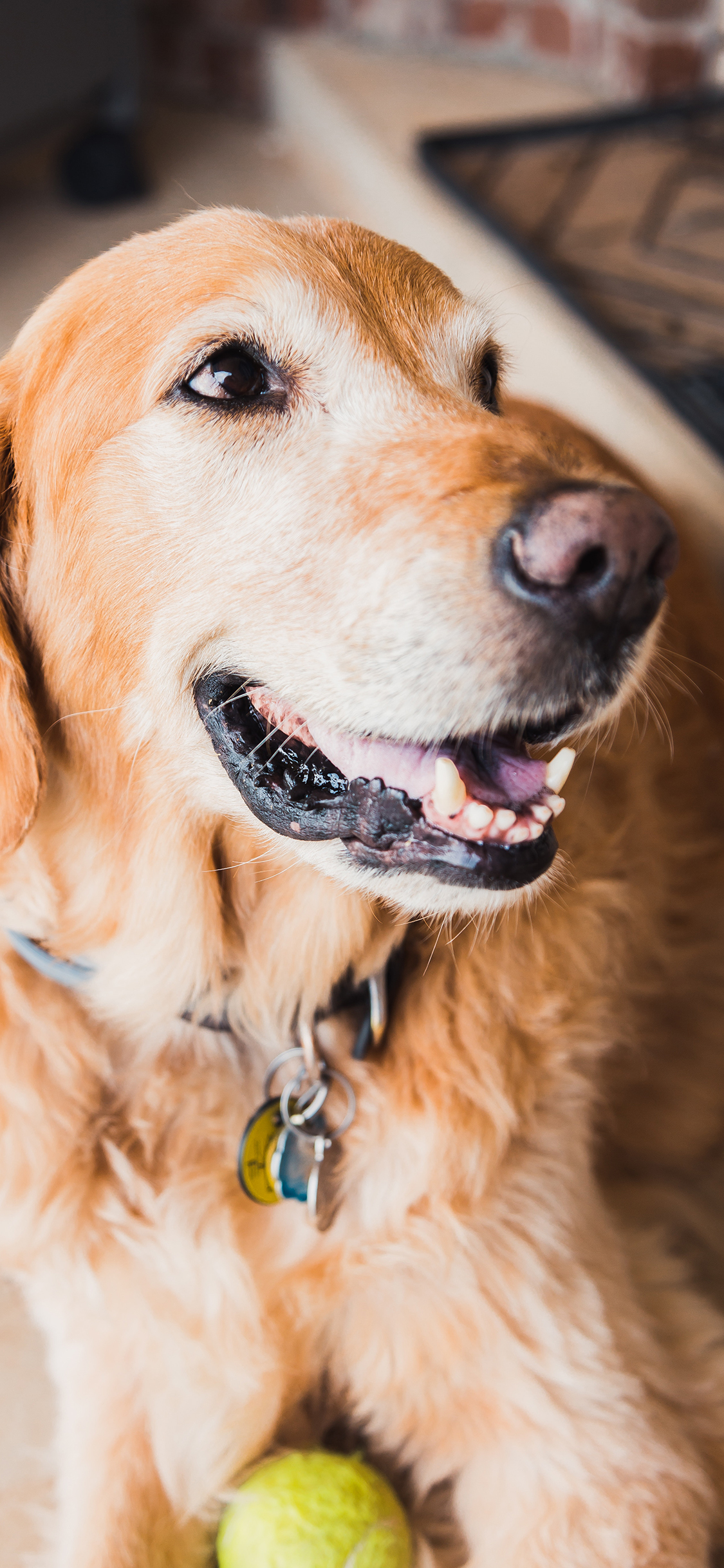 [2436×1125]大黄 宠物 狗子  金毛 乖巧 苹果手机壁纸图片