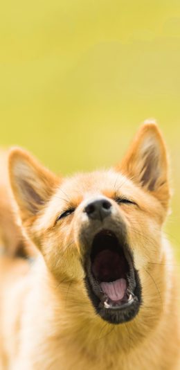 [2436x1125]大黄狗 家犬 田园犬 张嘴 苹果手机壁纸图片