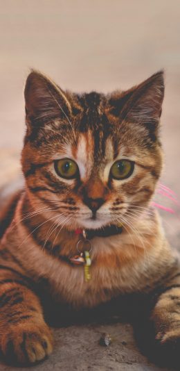 [2436x1125]大黄猫 可爱 老实 苹果手机壁纸图片