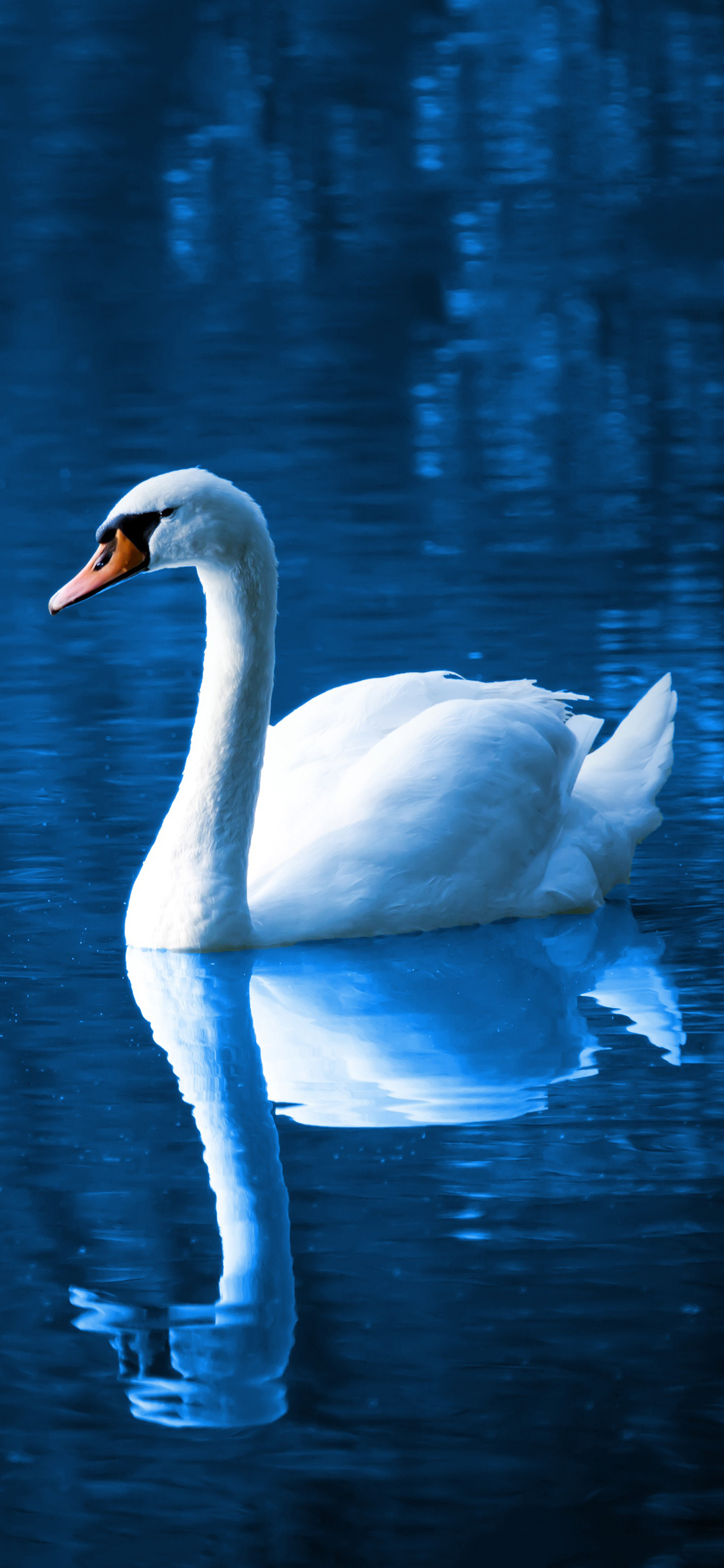 [2436×1125]天鹅 倒影 湖水 蓝色 美丽 苹果手机壁纸图片