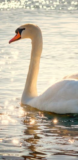 [2436x1125]天鹅 唯美 波光粼粼 湖水 翅膀 苹果手机壁纸图片