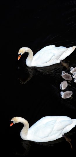 [2436x1125]天鹅 幼仔 游动 鸟类 苹果手机壁纸图片
