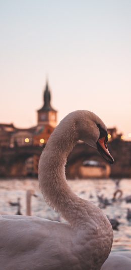 [2436x1125]天鹅 建筑 羽毛 翅膀 水禽 苹果手机壁纸图片