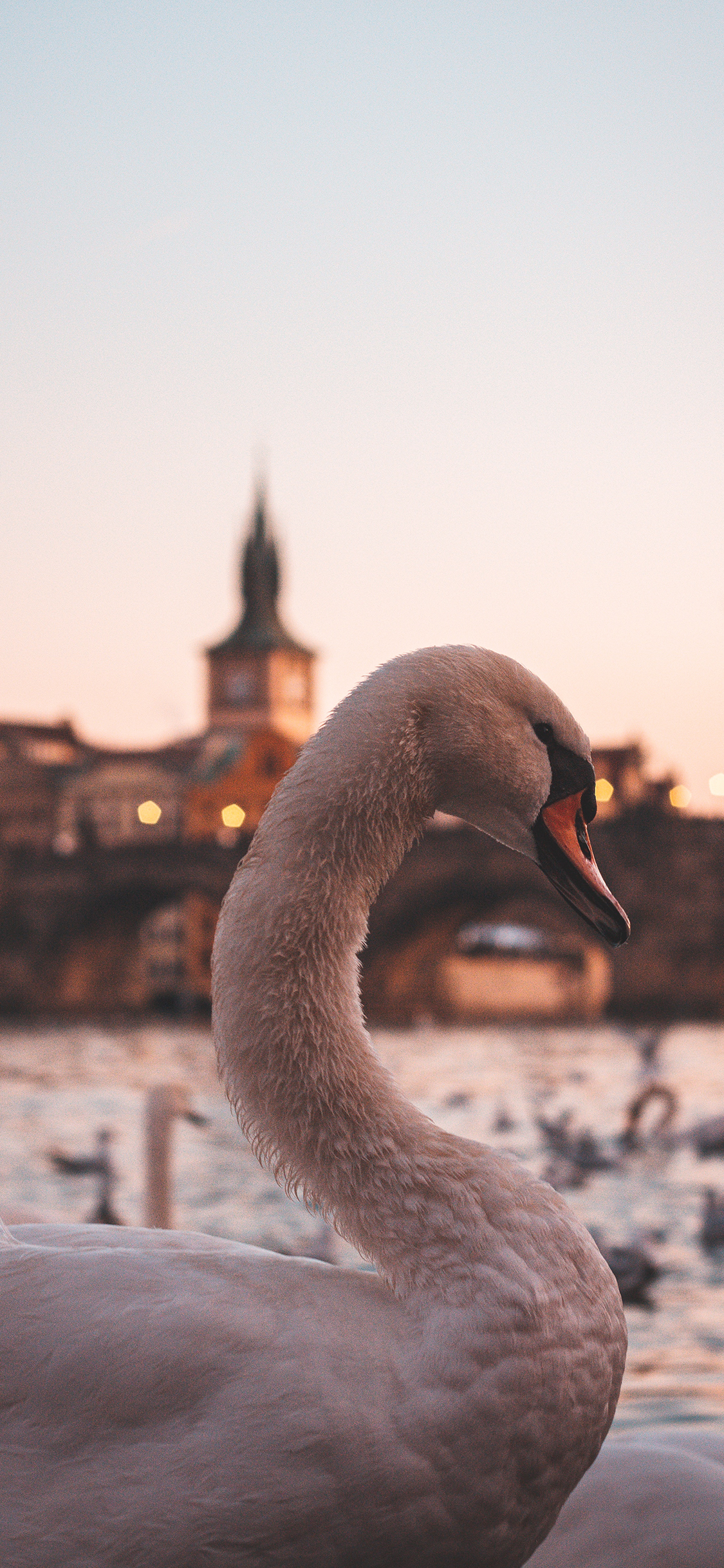[2436×1125]天鹅 建筑 羽毛 翅膀 水禽 苹果手机壁纸图片